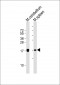 H3f3b Antibody (C-Term)